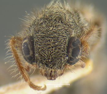 Media type: image;   Entomology 24282 Aspect: head frontal view